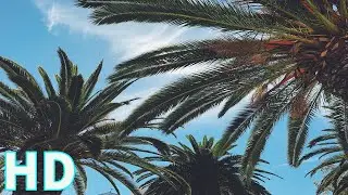 Sunny Palm Trees | Nature Beauty | Royalty Free | Stock Footage - No Copyright