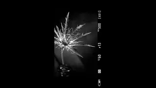 Flower with Lighting and Perspective Control
