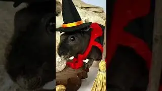 Guineapig witch #shorts