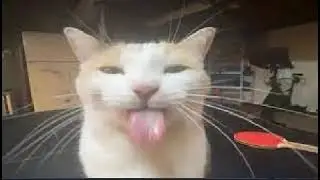 Bleh Cat