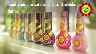 Baby Bio - Caring For Your Bonsai