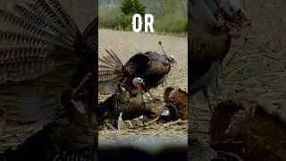 Which Archery Shot is More Impressive? 😳 