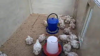 Новый дом для бройлеров вторая партия