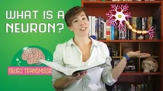 What is a neuron?