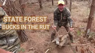 State Forest Bucks In The Rut