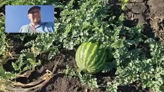 огляд баштану 29.07.24 Багара