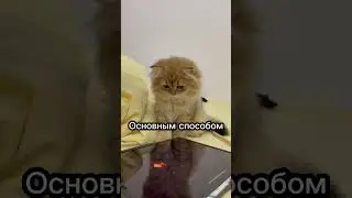 Как кошки общаются между собой?📣🐱 