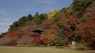 BMPCC 6K Pro　DZOFilm Pictor Zoom 50-125mm