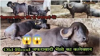 जाफराबादी भैंसों का तगड़ा कलेक्शन 😱😱 | Not For Sale 🙏| Dvgohil  | #buffalo #jafrabadibuffalo