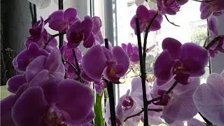Полив орхидей с чесноком и янтарином