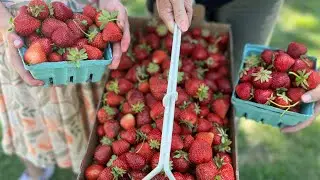 We Made Strawberry Jam and Syrup | Guess What’s New on the Homestead?