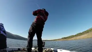 lucio jerkbait spinning