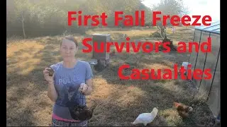 Freeze Survivors and Casualties, Week 44