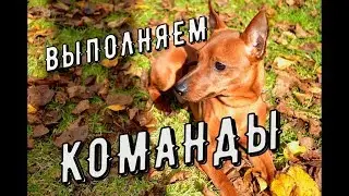 #цвергпинчер