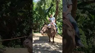 Прокатился на огромном буйволе
