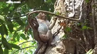 Sweet Pea attack with his friend and afraid his friends