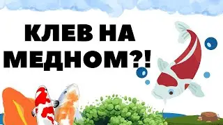 Фарм на медном, проверяли, что по итогу РР4 / Русская рыбалка 4