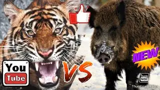 Амурский тигр против кабана  секача-КТО ПОБЕДИТ!!!//батл животных//ANIMALS BATTLE BIT
