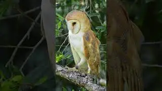 Barn Owl killing a mouse #bird  #wildlife #barnowl  #sonyalpha