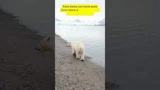 Unique Facts about Polar Bears 