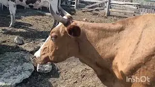 Аллергия на у кусы насекомых.