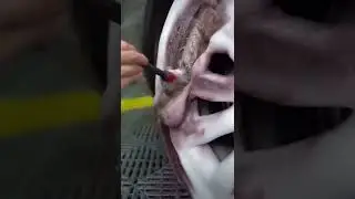 ✨ Satisfying Car Wash! ✨