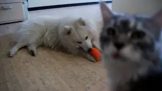Шпиц, морковка и ко...