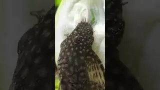 Анциструс кушает кабачок