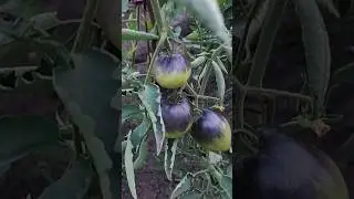 Суетишься весь день в Огороде,  а урожая Маловато! Где огурцы где кабачки 
