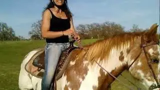 Paint Horse Galloping