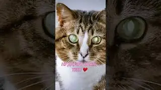 СМЕШНЫЕ КОШКИ / ПРИКОЛЫ С КОШКАМИ