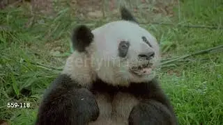Baby Einstein Stock Footage - Panda