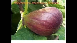 Инжир! Секреты выращивания и вегетации