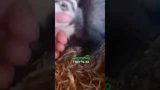 я знал что она укусит не просто так