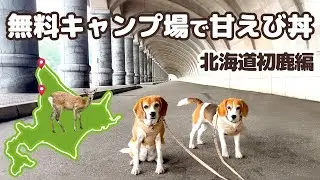 04【北海道一周 車中泊の旅 】目指せ稚内！雨のオロロンラインをひたすら北上～鹿との出会いは突然に -犬連れ夫婦キャンプ-