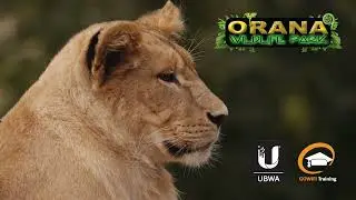 A unique UBWA Certification experience at Orana Wildlife Park