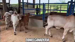 Terneros Brahman 🐮🧬