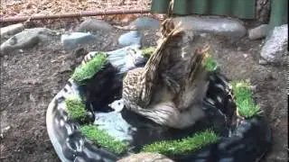 Сова купается (Длиннохвостая Неясыть)