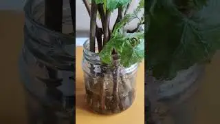 что я делаю не так? с чебукаии? корней почти нет 🤔🙄☺️