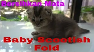 Membersihkan mata kucing rutin untuk anak kucing. Penting dan perlu dilakukan