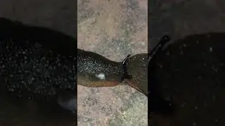 Slug Chase Full Video