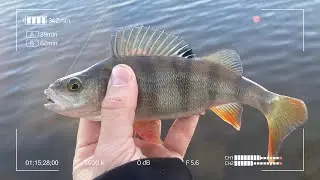 Капризный окунь на микроджиг. Попробуй поймай!
