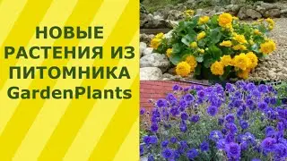 НОВЫЕ РАСТЕНИЯ ИЗ ПИТОМНИКА GardenPlants