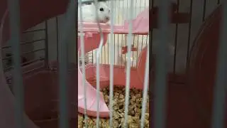 Хома заметил меня -⁠ᄒ⁠ᴥ⁠ᄒ⁠-