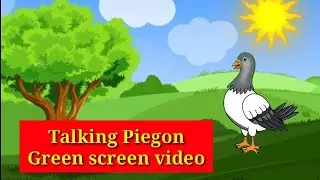 Talking Piegon green screen video #kidsvideo #nocopyrightvideo #animation #chromakey