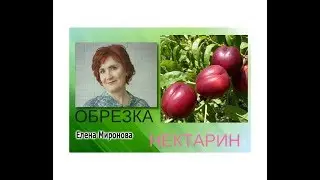 #Обрезка персика и нектарина /Миронова Елена