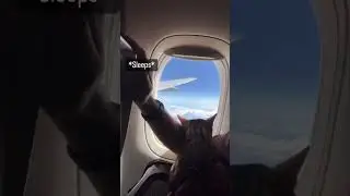 Travel with a cat 👇