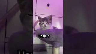 How to tell if your cat is sick🤔😿 
