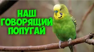 ГОВОРЯЩИЙ ПОПУГАЙ и  КАРАНТИН)