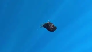 Un pez diablo negro